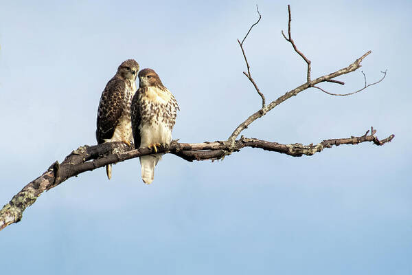 Hawks Art Print featuring the photograph Love is in the Air #1 by Mary Buck