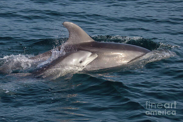 Bottlenose Dolphin Art Print featuring the photograph Mom and Baby Bottlenose Dolphin #1 by Loriannah Hespe