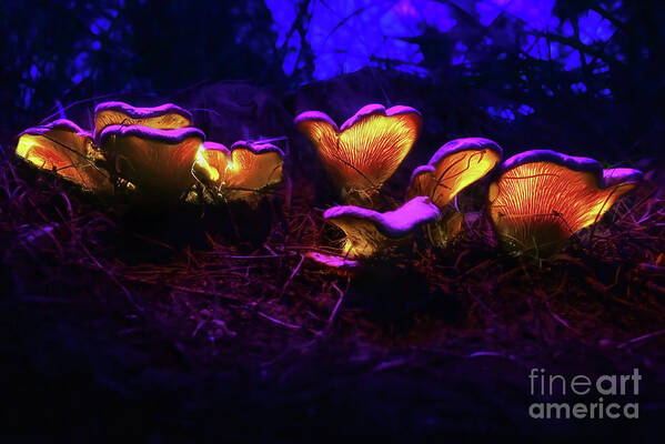 Nature Art Print featuring the photograph Glowing Mushroom 6 by Benny Woodoo