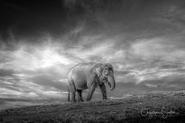 Elephant Art Print featuring the photograph Never Forget #1 by Chris Boulton