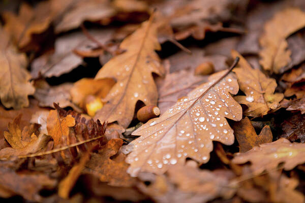 Fall Art Print featuring the photograph Oak Leaves and rain drops by Anita Nicholson