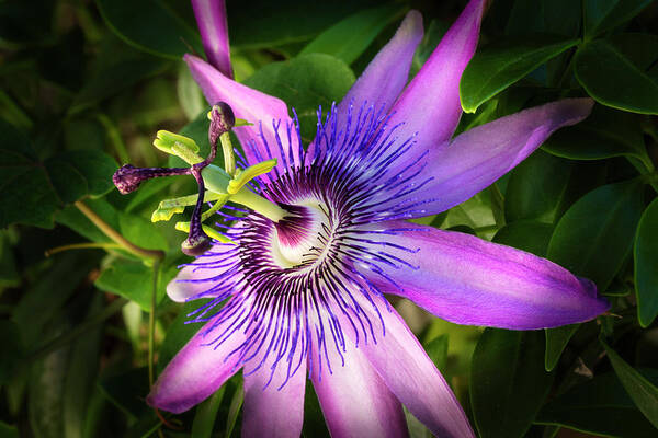 Passion Flower Art Print featuring the photograph Passion Flower #1 by Donald Pash