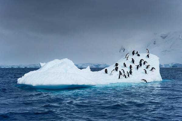 Iceberg Art Print featuring the photograph Penguins on Iceberg #1 by Rebecca Yale