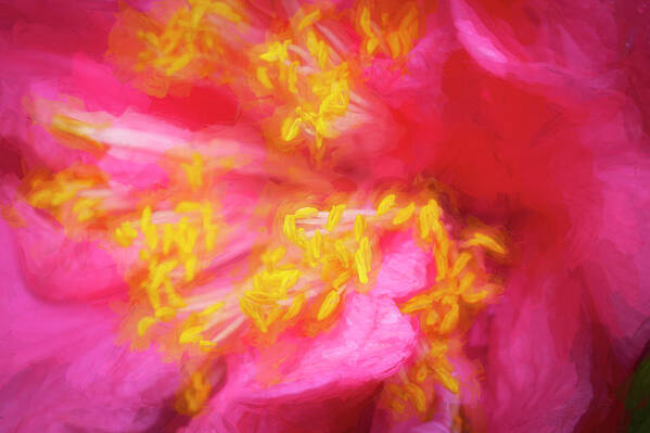 Camellia Abstract Art Print featuring the photograph Pink Camellias Japonica Abstract X104 #2 by Rich Franco