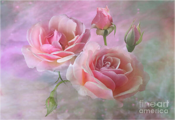 Pink Roses Art Print featuring the mixed media Pink Rose Duet by Morag Bates