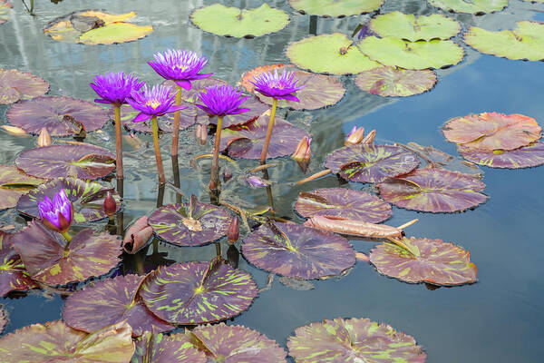 Lily Art Print featuring the photograph Purple Water Lilies and Pads by Cate Franklyn