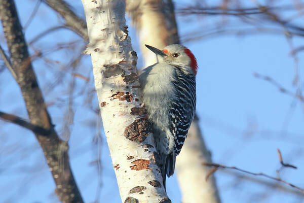 Red Bellied Art Print featuring the photograph Red Bellied Woodpecker #1 by Brook Burling
