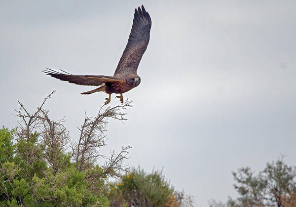 Lahontan Art Print featuring the photograph Red Tailed Hawk in flight #1 by Rick Mosher