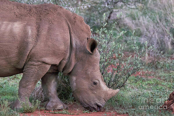 Vacations Art Print featuring the photograph Rhino Portrait #1 by Brian Kamprath