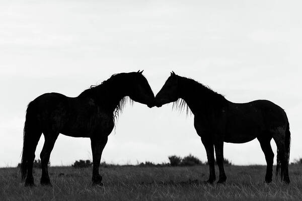 Horses Art Print featuring the photograph Silhouette #1 by Mary Hone