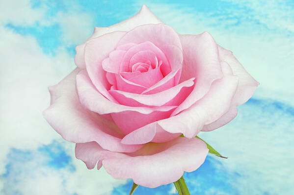 Roses Art Print featuring the photograph Sky Pink Rose #1 by Terence Davis