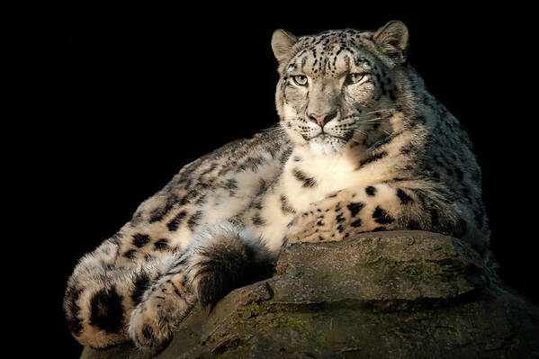 Animal Art Print featuring the photograph Snow Leopard portrait #1 by Chris Boulton