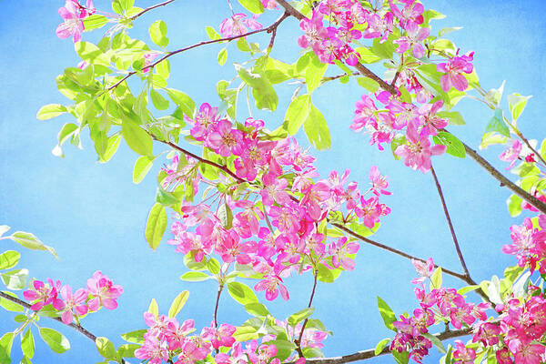 Crabapple Blossoms Art Print featuring the photograph Spring Glory #2 by Kathi Mirto