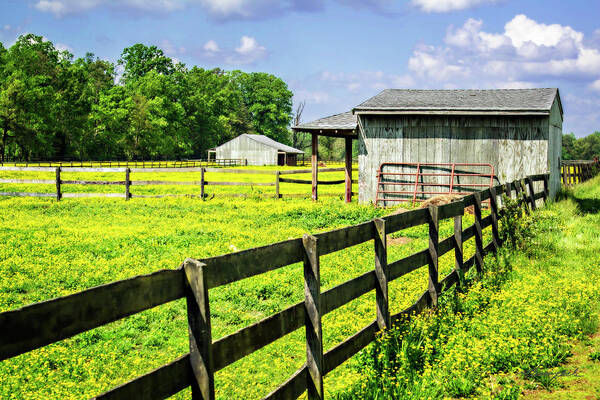 Color Art Print featuring the photograph Spring Pasture -2 #1 by Alan Hausenflock