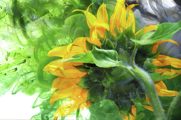 Sunflower Art Print featuring the digital art Sunflower Explosion #1 by Elaine Berger