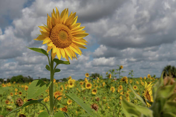 Sunflower Art Print featuring the photograph Sunflower in Field by Carolyn Hutchins