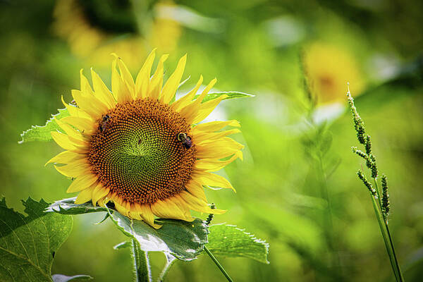 Sunflower Art Print featuring the photograph Sunflower #1 by Randy Bayne