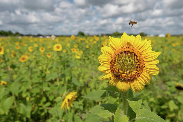 Sunflower Art Print featuring the photograph Sunflower with Honeybee #3 by Carolyn Hutchins