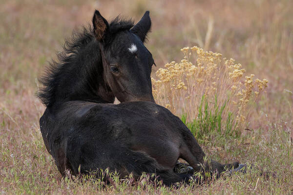 Wild Horses Art Print featuring the photograph Sweetness by Mary Hone