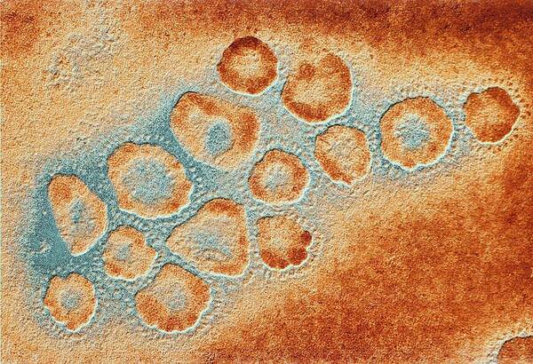 Cold And Flu Art Print featuring the photograph TEM of a cluster of corona viruses #1 by Pasieka