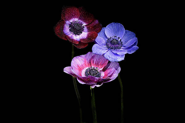 Tulip Art Print featuring the photograph The Anemone Trio #1 by Judi Kubes