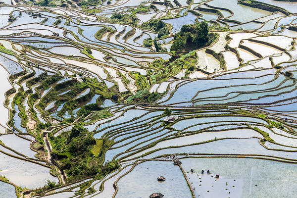 Working Art Print featuring the photograph The farmer planted rice seedlings in the terrace #1 by Zhouyousifang