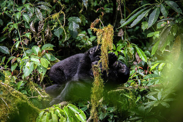 Gorillas Art Print featuring the photograph The Hug by Kush Patel