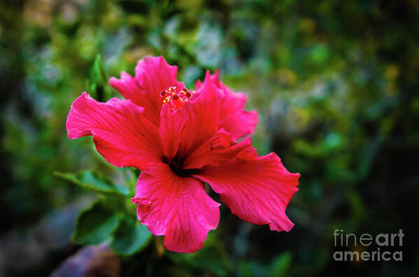 Hibiscus Art Print featuring the photograph The Red Hibiscus #1 by Robert Bales