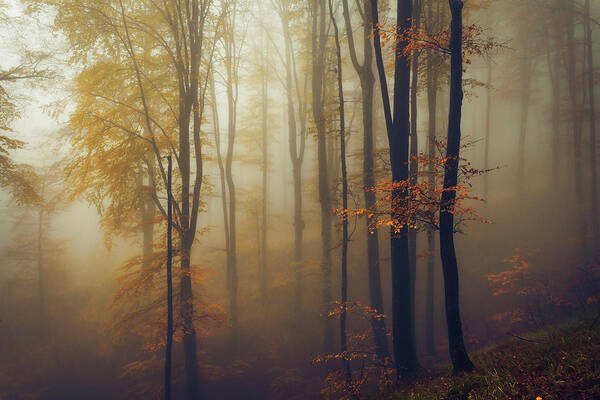 Balkan Mountains Art Print featuring the photograph Trees in the Mist by Evgeni Dinev