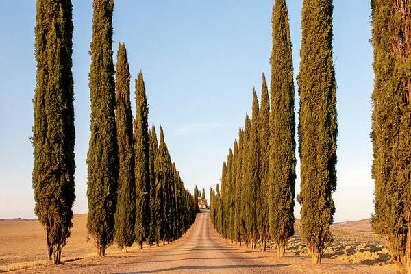 Orcia Art Print featuring the pyrography Val d'Orcia, famous group of cypress trees in Tuscany, Italy #2 by Eleni Kouri