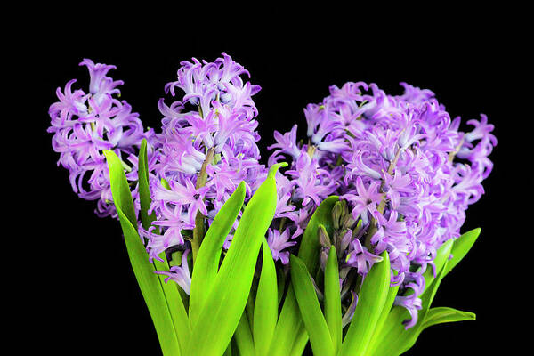 Hyacinths Art Print featuring the photograph Violet Hyacinths X102 #1 by Rich Franco