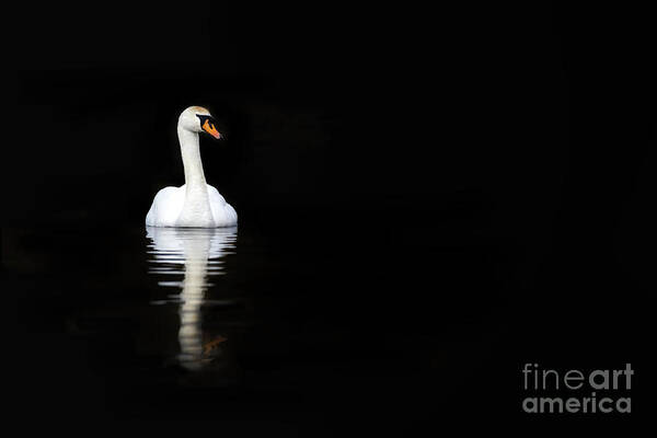 Black Art Print featuring the photograph White swan reflected in calm water #1 by Jane Rix
