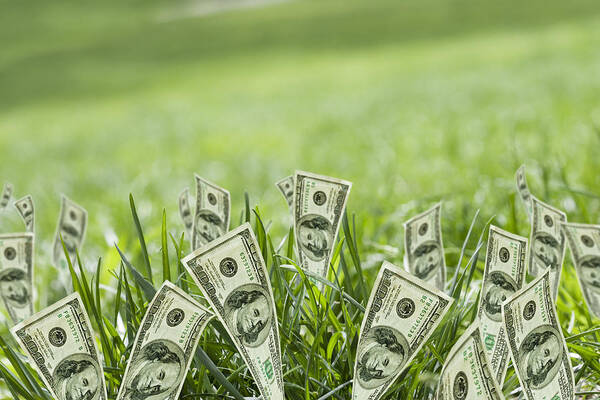 Grass Art Print featuring the photograph 100 Dollar Bills Growing In Grass by Blend Images - REB Images
