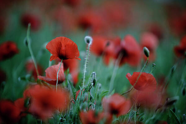 Poppy Flower Art Print featuring the photograph Summer Poppy #13 by Nailia Schwarz