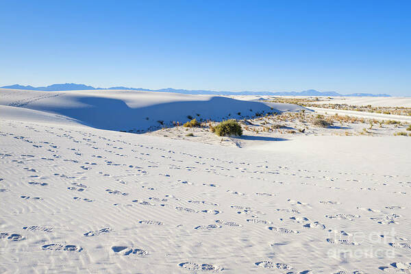Chihuahuan Desert Art Print featuring the photograph White Sands Gypsum Dunes #13 by Raul Rodriguez