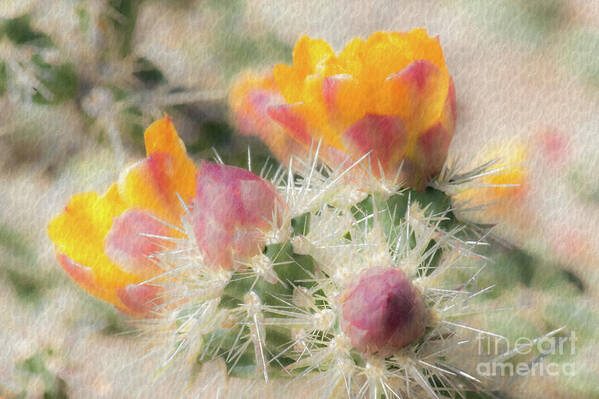 Cactus Art Print featuring the photograph 1620 Watercolor Cactus Blossom by Kenneth Johnson