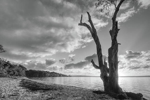 Tree Art Print featuring the photograph 1703rise4bw by Nicolas Lombard