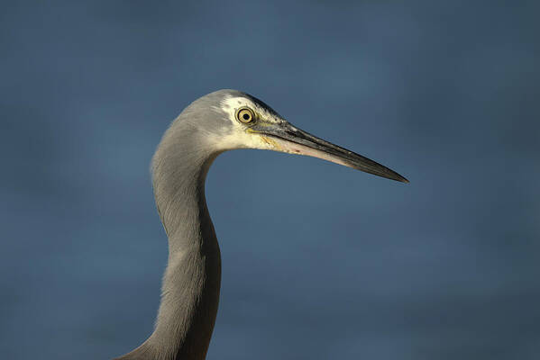 Heron Art Print featuring the photograph 1808wfaceheron2 by Nicolas Lombard