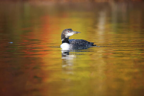 Autumn Art Print featuring the photograph Autumn Loon by Brook Burling