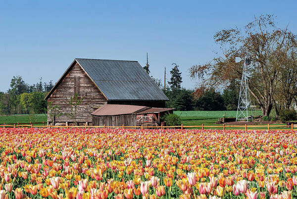 Tulips Art Print featuring the photograph Barn Tulips by Louise Magno