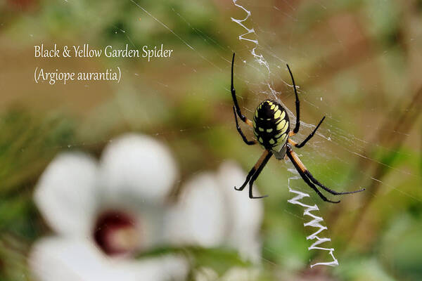Nature Art Print featuring the photograph Black and Yellow Garden Spider #3 by Mark Berman