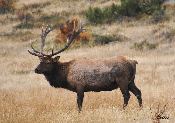 Nature Art Print featuring the painting Bull Elk #2 by Vallee Johnson