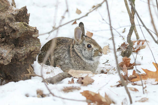 Rabbit Art Print featuring the photograph Bunny #2 by Brook Burling