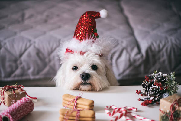 Domestic Animals Art Print featuring the photograph Christmas for Pets #2 by Emilija Manevska