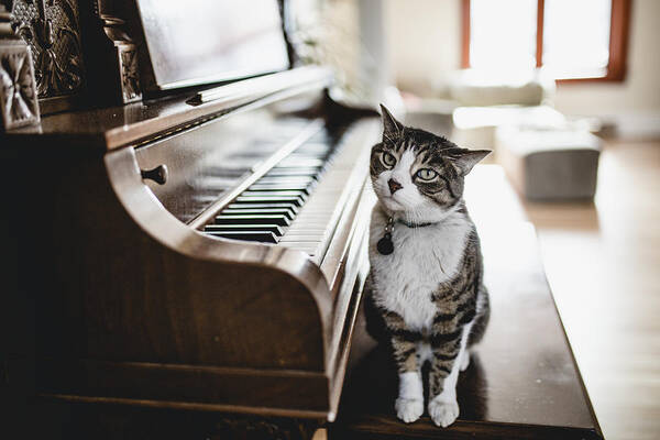 Pets Art Print featuring the photograph Domestic cat playing piano by Linda Raymond