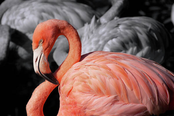 Flaming Art Print featuring the photograph Flamingo #3 by Carolyn Hutchins