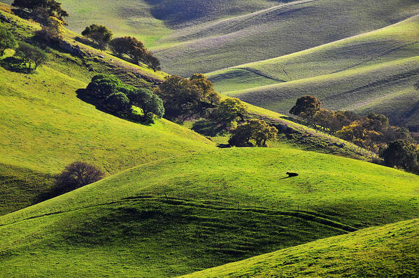Scenics Art Print featuring the photograph Green rolling hills of central California #2 by Mitch Diamond