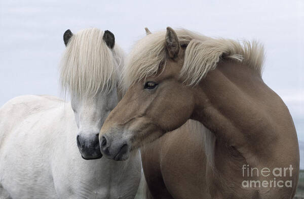 Affection Art Print featuring the photograph Icelandic Horses by John Daniels