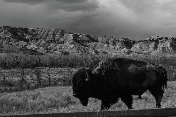 Buffalo Art Print featuring the photograph Lone buffalo at Theodore Roosevelt National Park in North Dakota in black and white #2 by Eldon McGraw