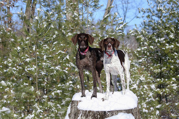 German Shorthaired Pointers Art Print featuring the photograph My Girls by Brook Burling